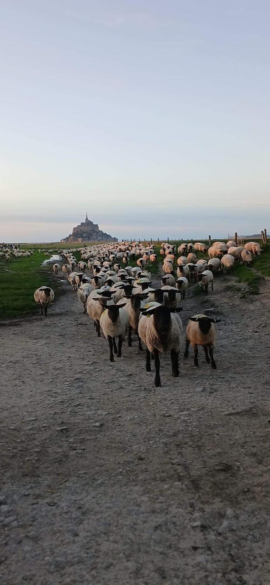 Vue Exceptionnelle Sur Le Mont Saint Michel Villa Huisnes-sur-Mer Екстериор снимка